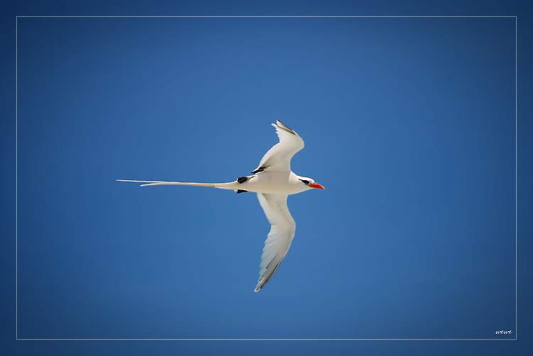 Bermuda Longtail